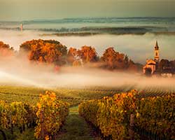 Französisches Dorf im Morgenrot hinter Weingebiet thumbnail